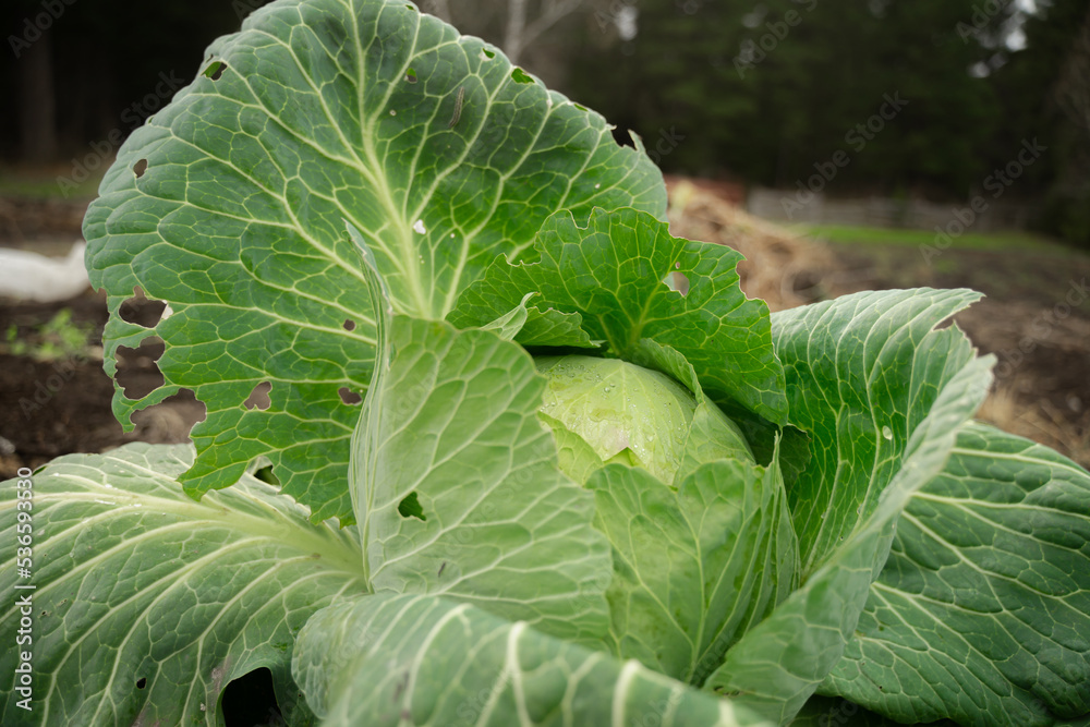 vegetarian cabbage grows in a farmer's field, fresh ready harvest vegetarian cabbage grows in a farmer's field, fresh ready harvest