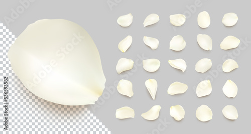 Set of vector realistic rose petals of different shapes with shadow. Isolated white, cream volumetric petal on transparent gray background. Template for greeting romantic cards. Close-up.