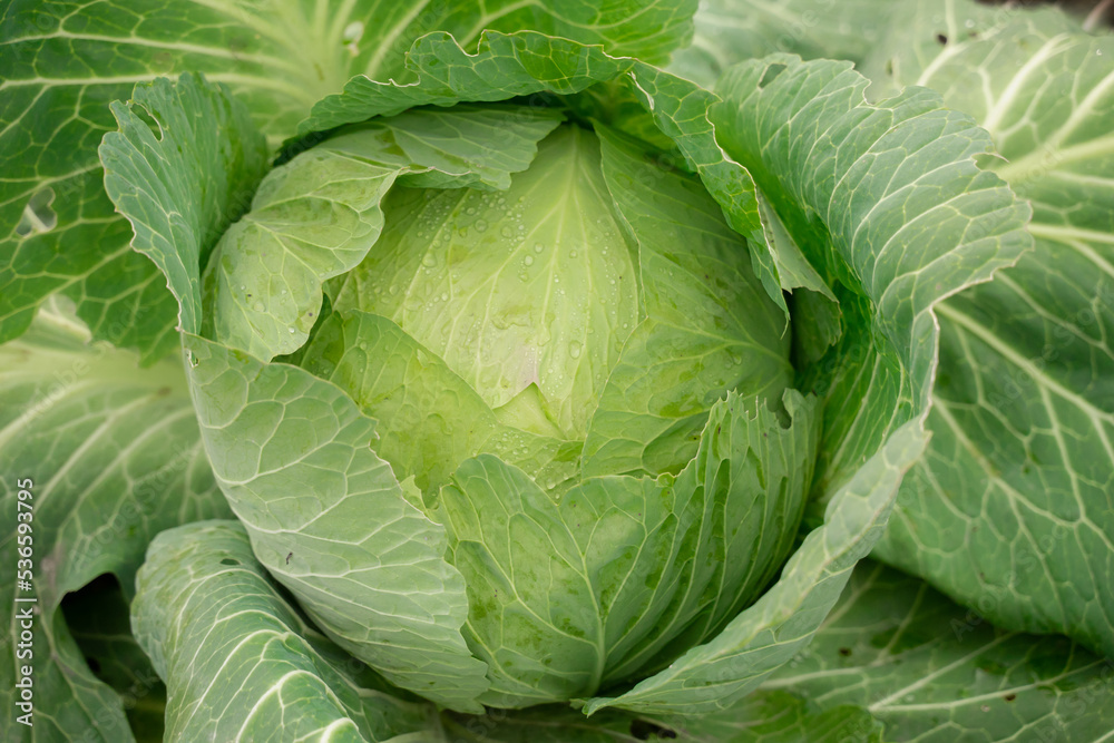 Fototapeta premium green head of cabbage, close-up, autumn harvest