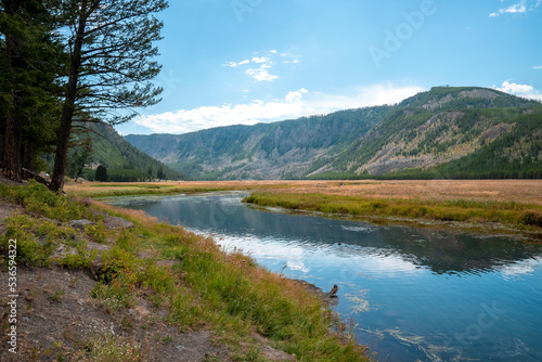 Scenic view of creek flowing by trees and mountain. Beautiful natural scenery at Yellowstone national park. Tranquil viewpoint in idyllic valley at famous tourist attraction.