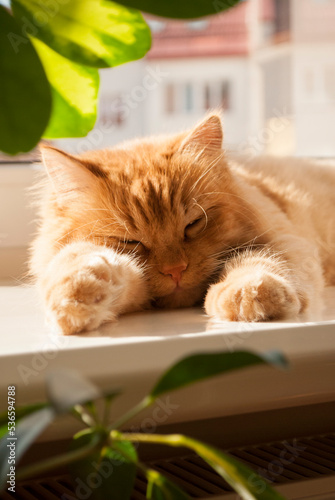 Fotografía Red cat lying on window sill in daylight near the white heater