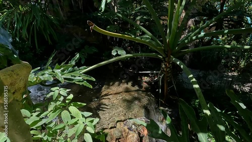 water flow among green plants