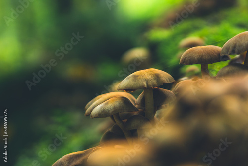 Group of wild brown mushrooms on the green background, closeup. 