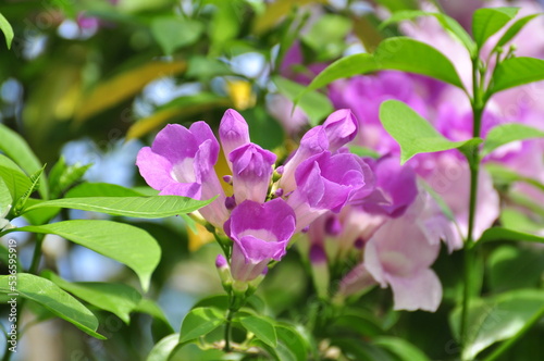 Flowering plant beauty in Natur