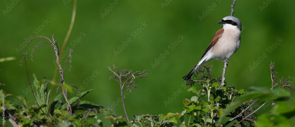 Obraz premium Red-backed Shrike - male // Neuntöter - Männchen (Lanius collurio)