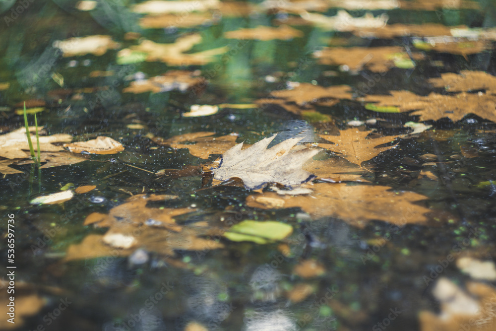 Autumn leaves floating on the water in the forest. Autumn leaves floating on the water in the forest.