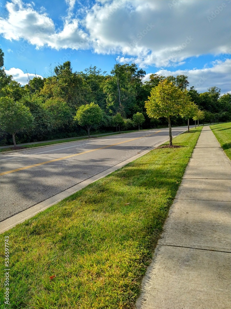 Empty Tree-Lined Street with Tree Shadows