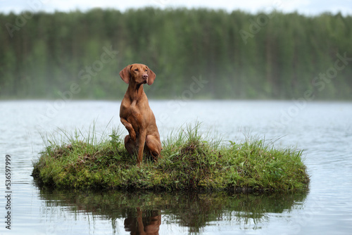 Beautiful Hungarian Vizsla dog. Hungarian Vizsla on the lake photo