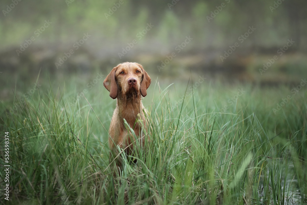 Beautiful Hungarian Vizsla dog. Hungarian Vizsla in nature, portrait