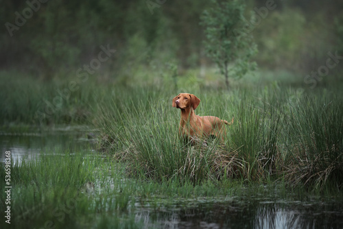 Beautiful Hungarian Vizsla dog. Hungarian vizsla in the swamp