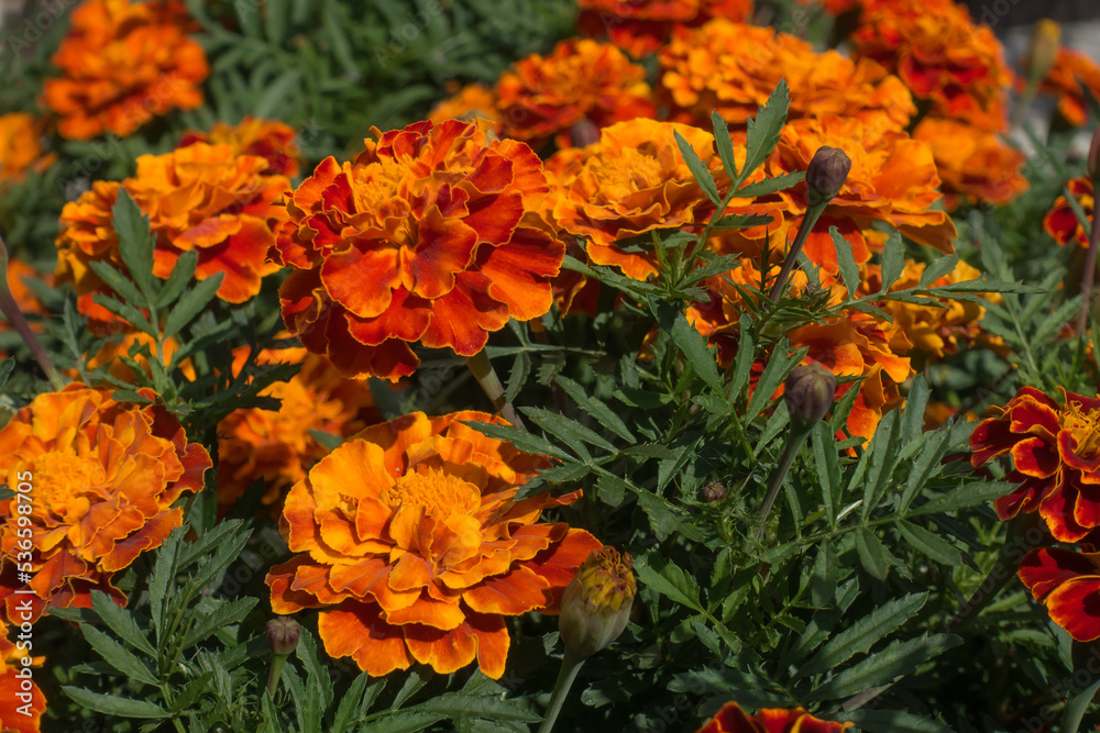 beautiful garden flowers beautiful garden flowers