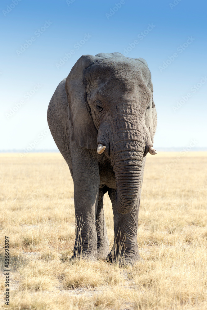 Fototapeta premium Wonderful view of elephant in park