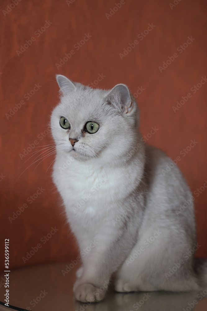A white Scottish silver chinchilla cat sits on a white coffee table against a dark terracotta wall. A white Scottish silver chinchilla cat sits on a white coffee table against a dark terracotta wall.
