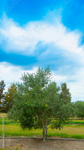 landscape with olive trees and sky