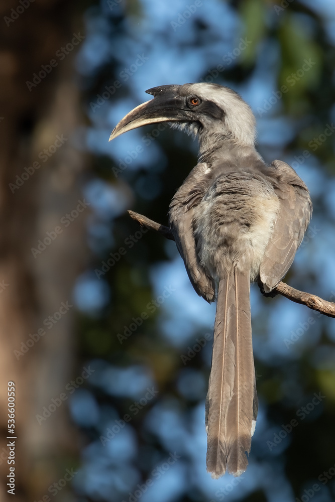 A Grey Hornbill looking back into camera A Grey Hornbill looking back into camera