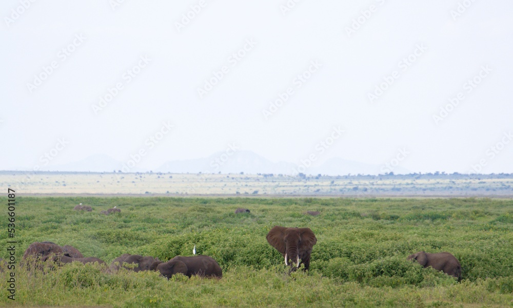 Herd of african elephants at savanna