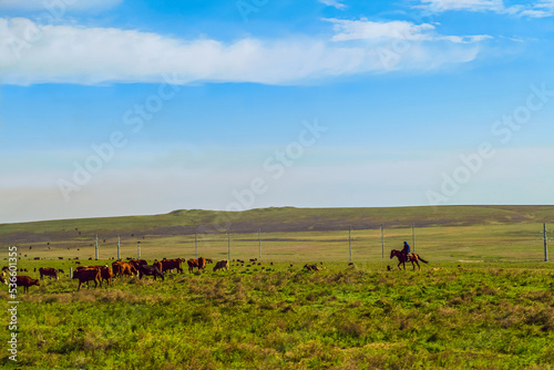 Cow pasture in green steppe meadow at the foot of the hill at a sunny day. Herd of cows in the pasture. Typical landscape of Taman peninsula. © nskyr2