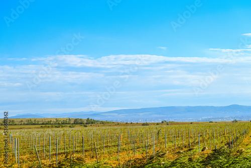 Rows of green vineyards at the foot of the high hill. Grape vines field. Typical landscape of Taman peninsula. photo