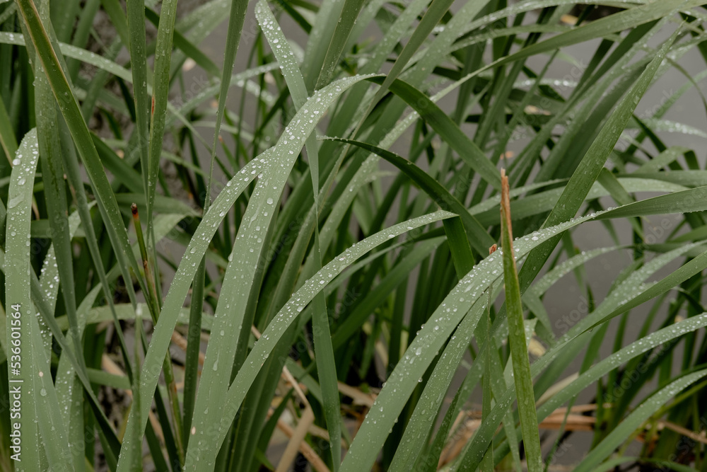 green plant with long leaves close-up, grows in a pond green plant with long leaves close-up, grows in a pond
