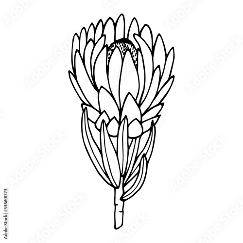  Protea. Vector stock illustration eps10. Outline, isolate on white background. Hand drawn.