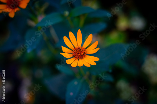 Beautiful flowers in the woods!
