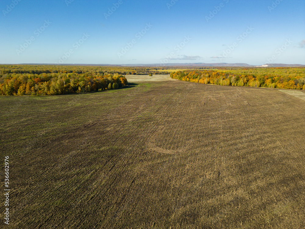 Fototapeta premium The concept of autumn. Autumn landscape. Aerial photography. Aerial drone view. A green field against the background of a bright red-yellow grove of trees. Bright colors of autumn. Drone shot.