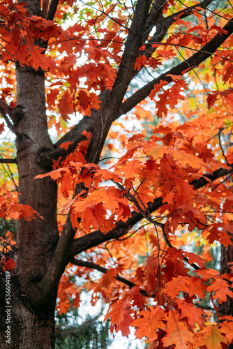Foto Beautiful trees that turn red in autumn