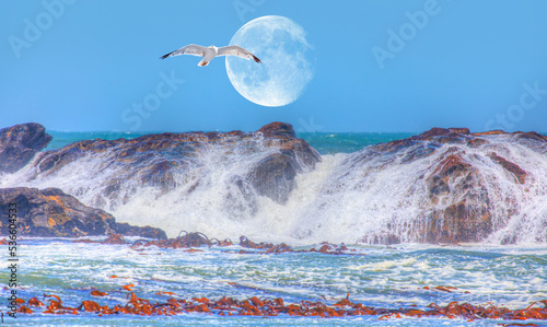 Fototapeta Naklejka Na Ścianę i Meble -  Rocky coastline on Diaz Point with strong sea wave Full moon and seagull in the background - Luederitz, Namibia 