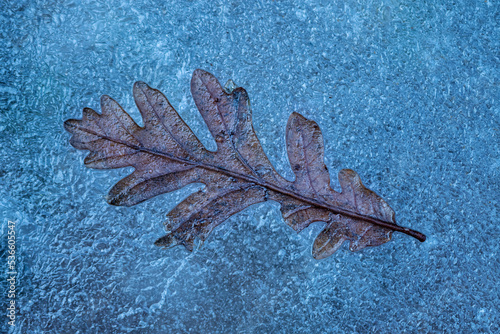 Hoja seca de roble melojo bajo el frio hielo del invierno photo