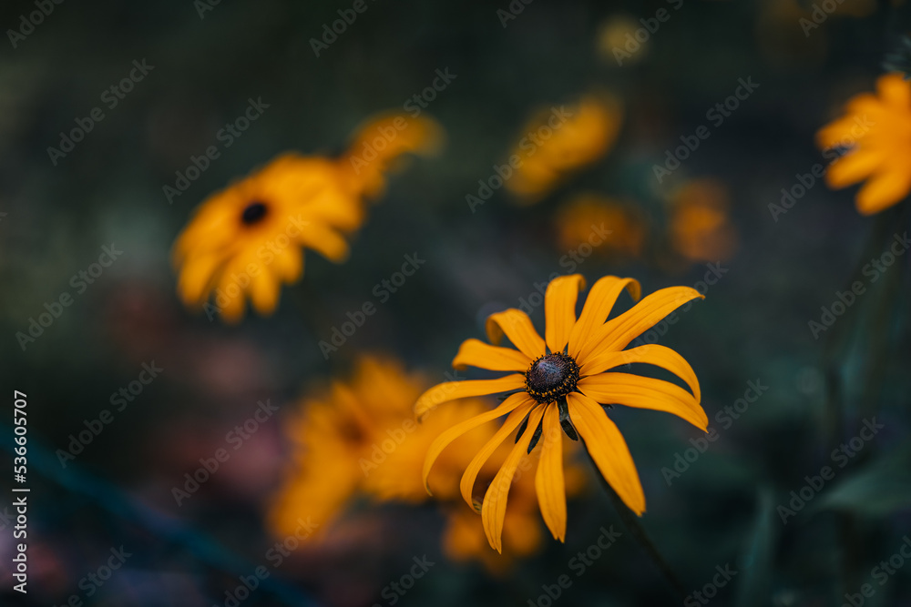 Blooming Yellow Cornflower (Echinacea) in a garden Blooming Yellow Cornflower (Echinacea) in a garden