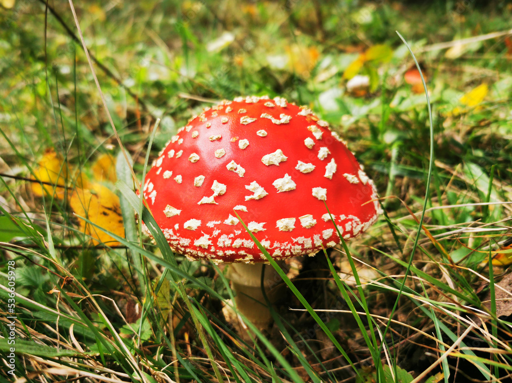 Beautiful fly agaric of bright red color in the forest grass Beautiful fly agaric of bright red color in the forest grass