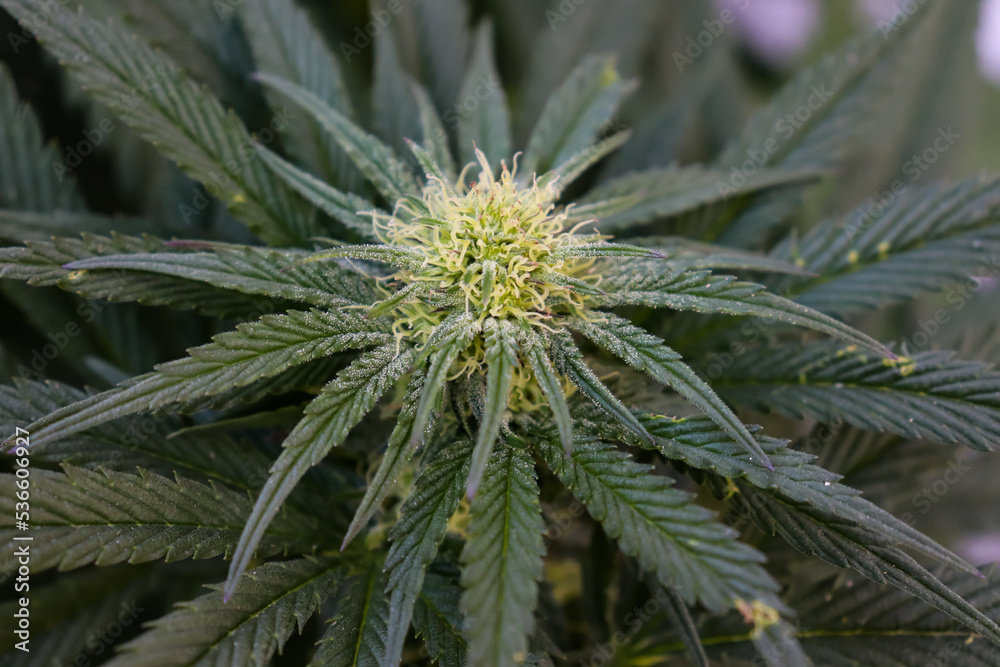 Close up of a budding cannabis plant with insect chewed leaves