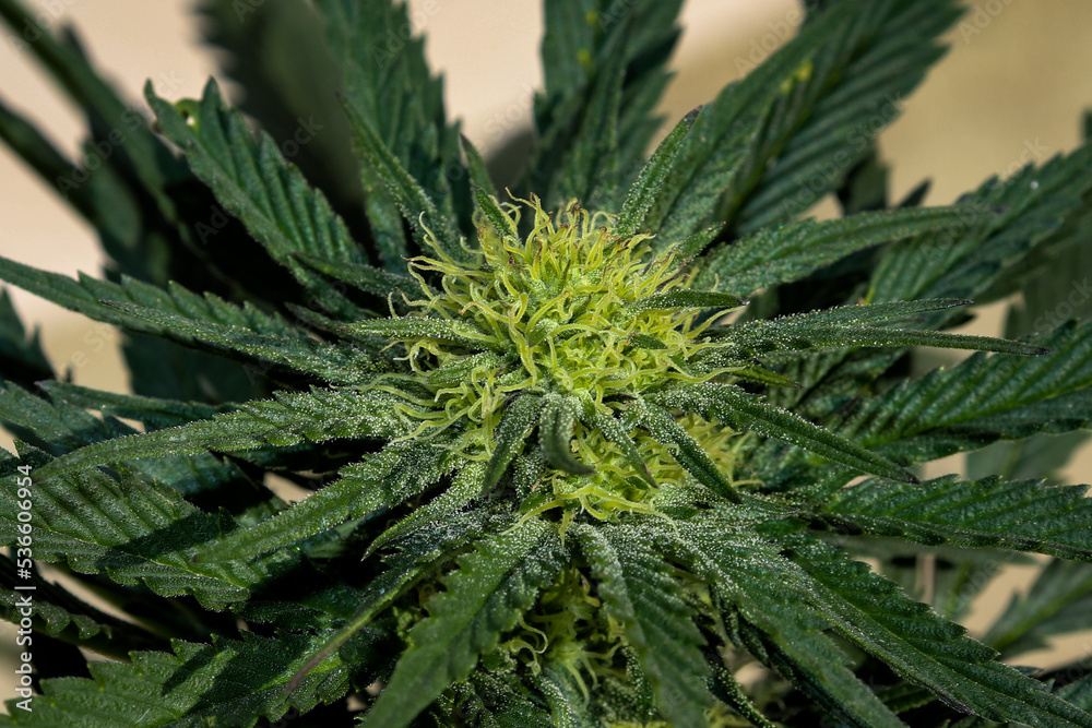 Close up of a budding female cannabis plant Close up of a budding female cannabis plant