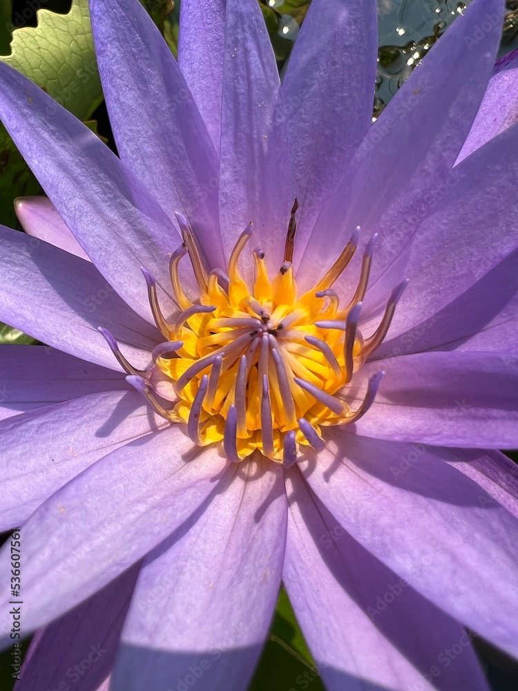 close up purple lotus sensitive focus