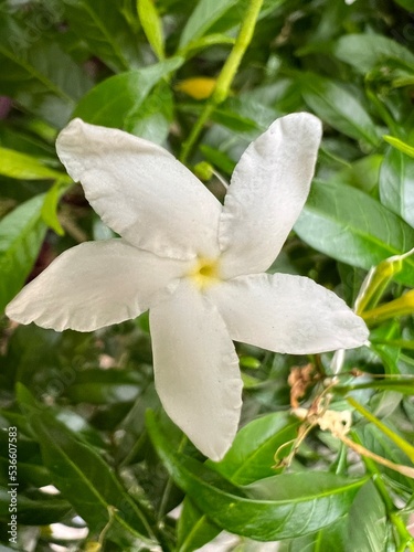 white magnolia flowers sensitive focus