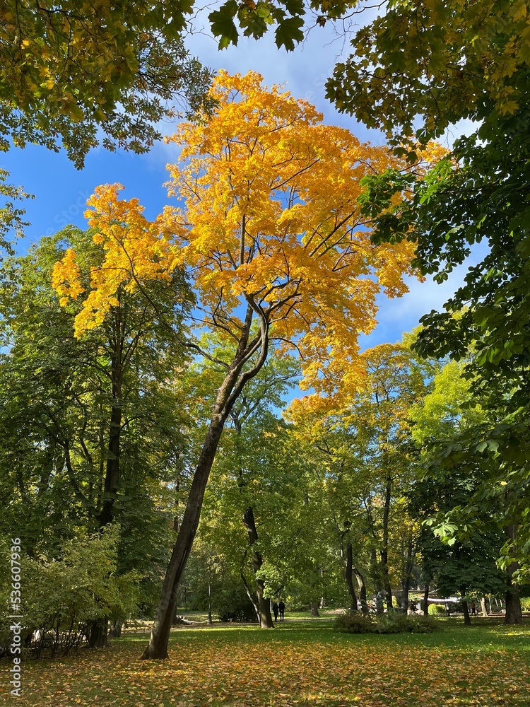 Naklejka premium autumn in the park