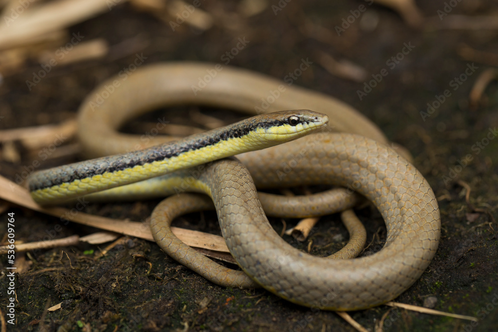 Obraz premium Malayan Ringneck Snake liopeltis tricolor on wild 