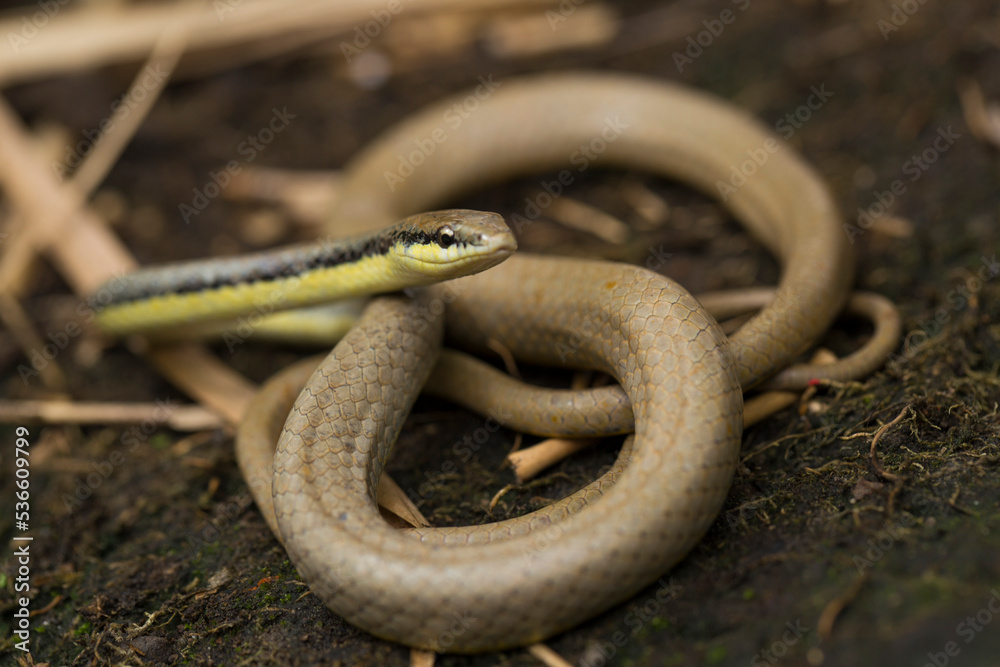 Obraz premium Malayan Ringneck Snake liopeltis tricolor on wild 