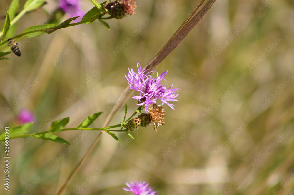 Closeup of brown knapweed flower with blurred background Closeup of brown knapweed flower with blurred background