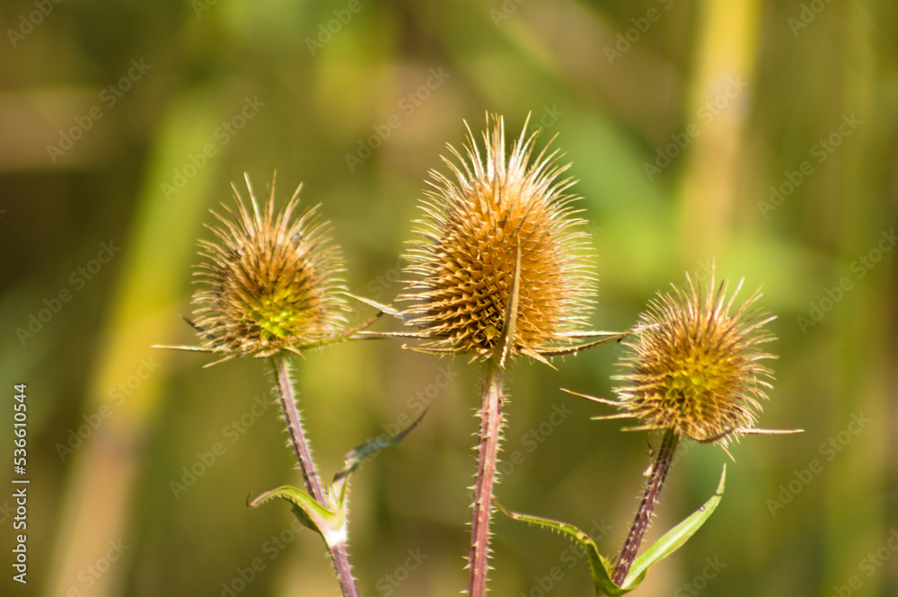 Closeup of dried cutleaf teasel seeds with green blurred background Closeup of dried cutleaf teasel seeds with green blurred background