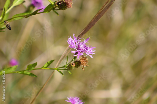 Closeup of brown knapweed flower with blurred background