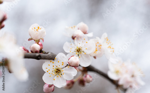 Cherry blossoms. Dense flower buds and the first blossoms of a cherry tree on a blurred background. Spring in the world of plants.