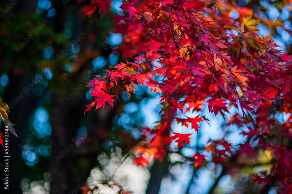 Maple leaves in autumn. Beautiful fall foliage dreamy background with blur. Selective soft focus