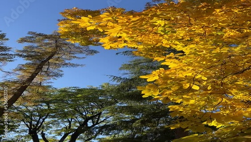 Autumn forest with shagbark hickory and coniferous trees against sunny blue sky. photo