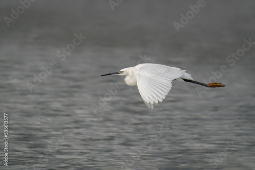 Beautiful Little egret (Egretta garzetta) in flight. Gelderland in the Netherlands.                                   © Albert Beukhof