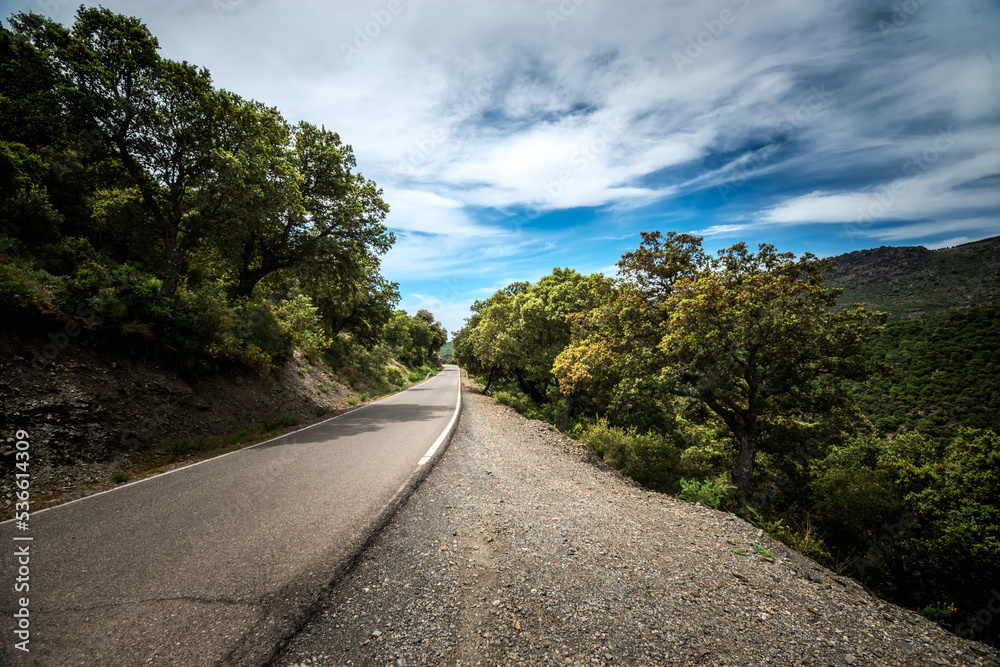 route to heaven on a mountain road surrounded by large trees