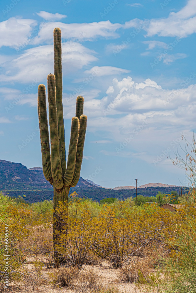 Saguaro cactus in the Arizona desert on a sunny day with copy space.