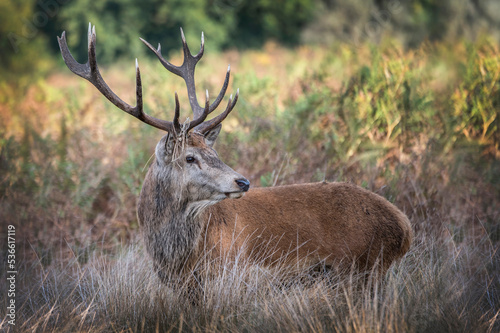 Adult male deer resting in the grass
