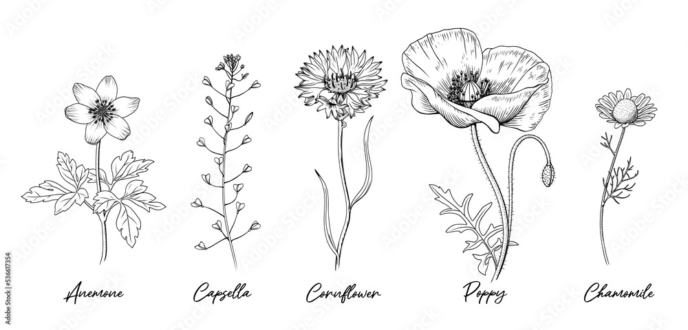 Image result for wildflowers drawings names | Wildblumen, Blumenarten,  Schöne blumen