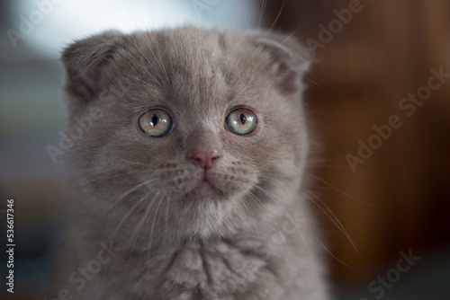Portrait Cute Scottish fold kitten looking , lilac grey color